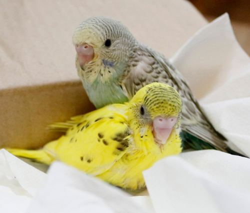 Ȯ�� �̹���