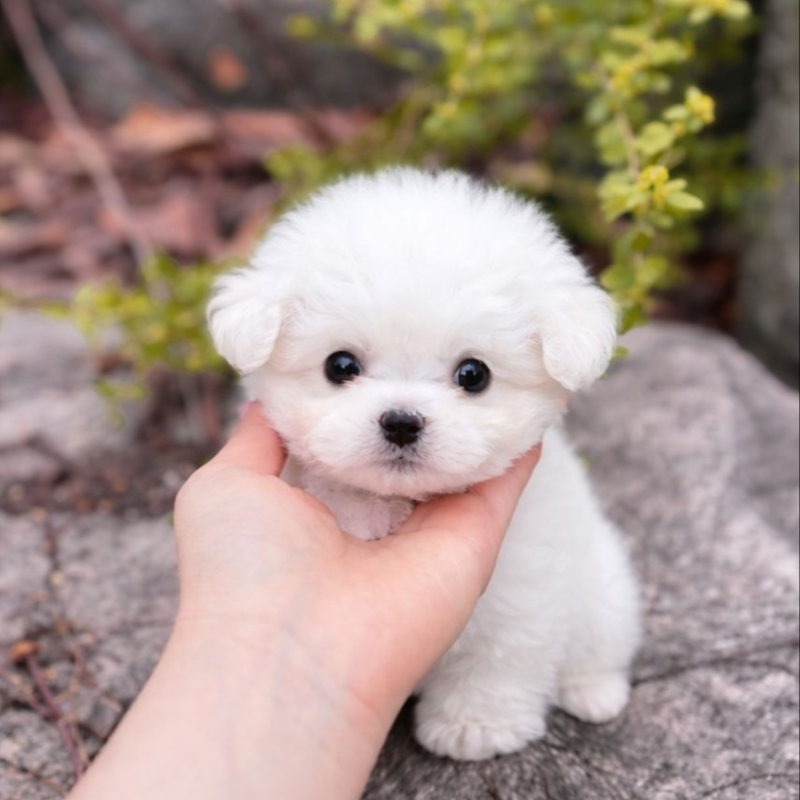 Ȯ�� �̹���