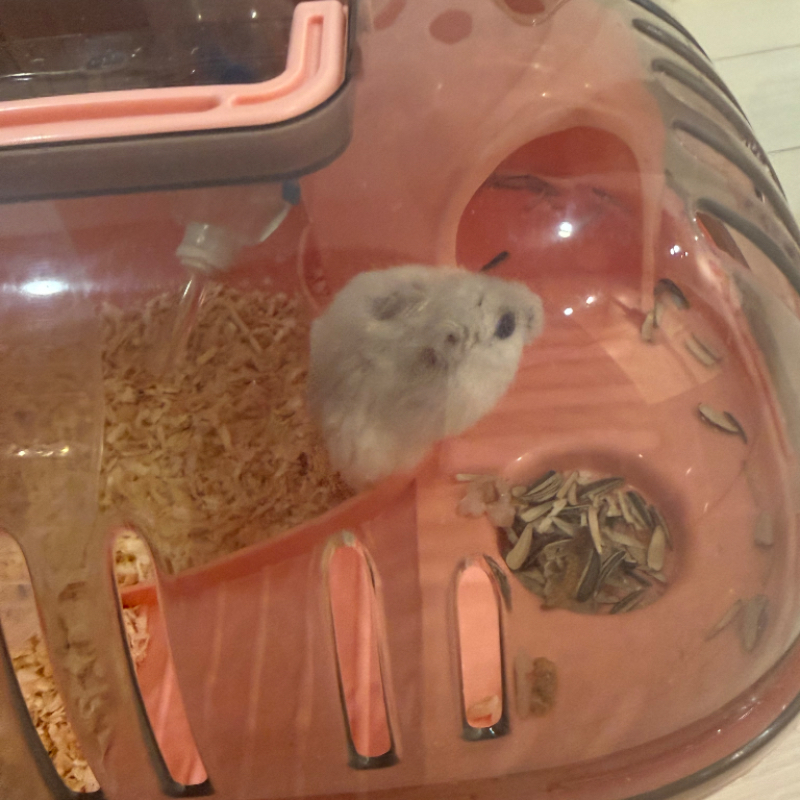 Ȯ�� �̹���
