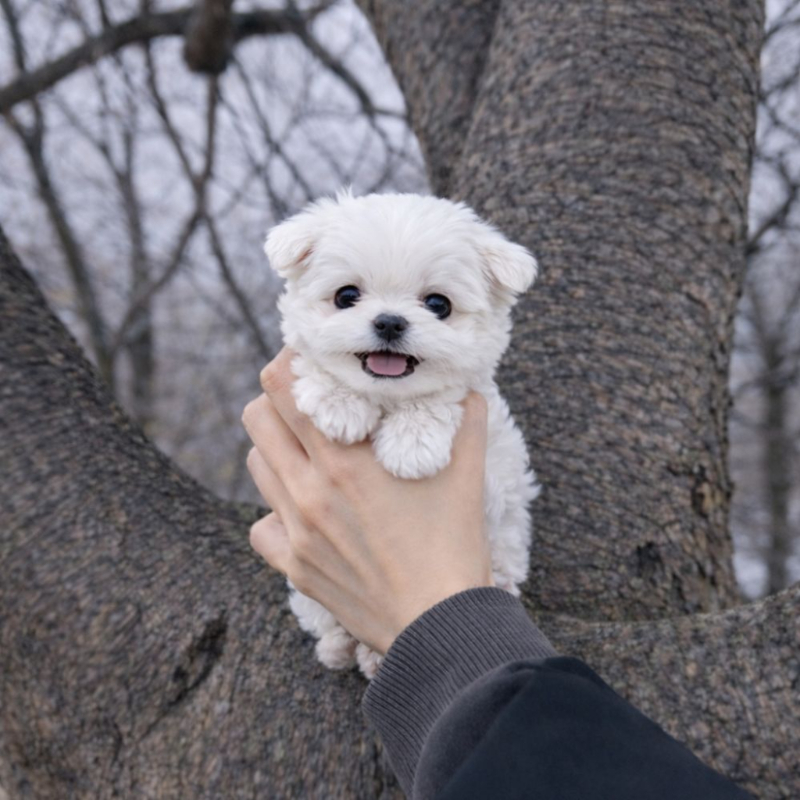 Ȯ�� �̹���