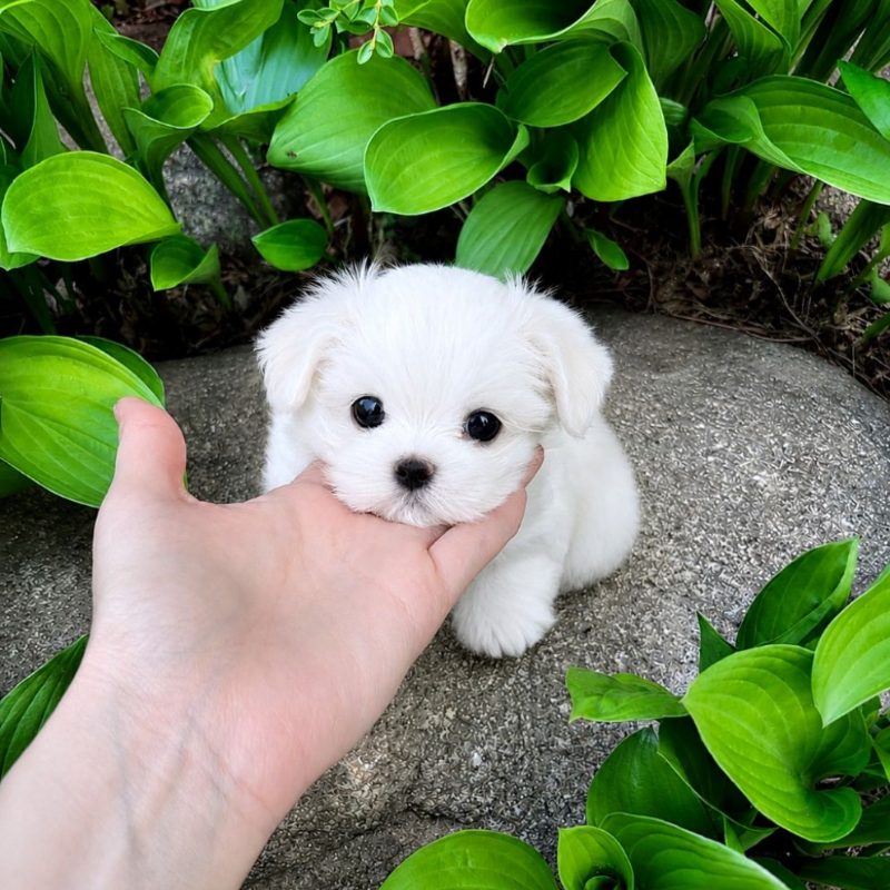 Ȯ�� �̹���
