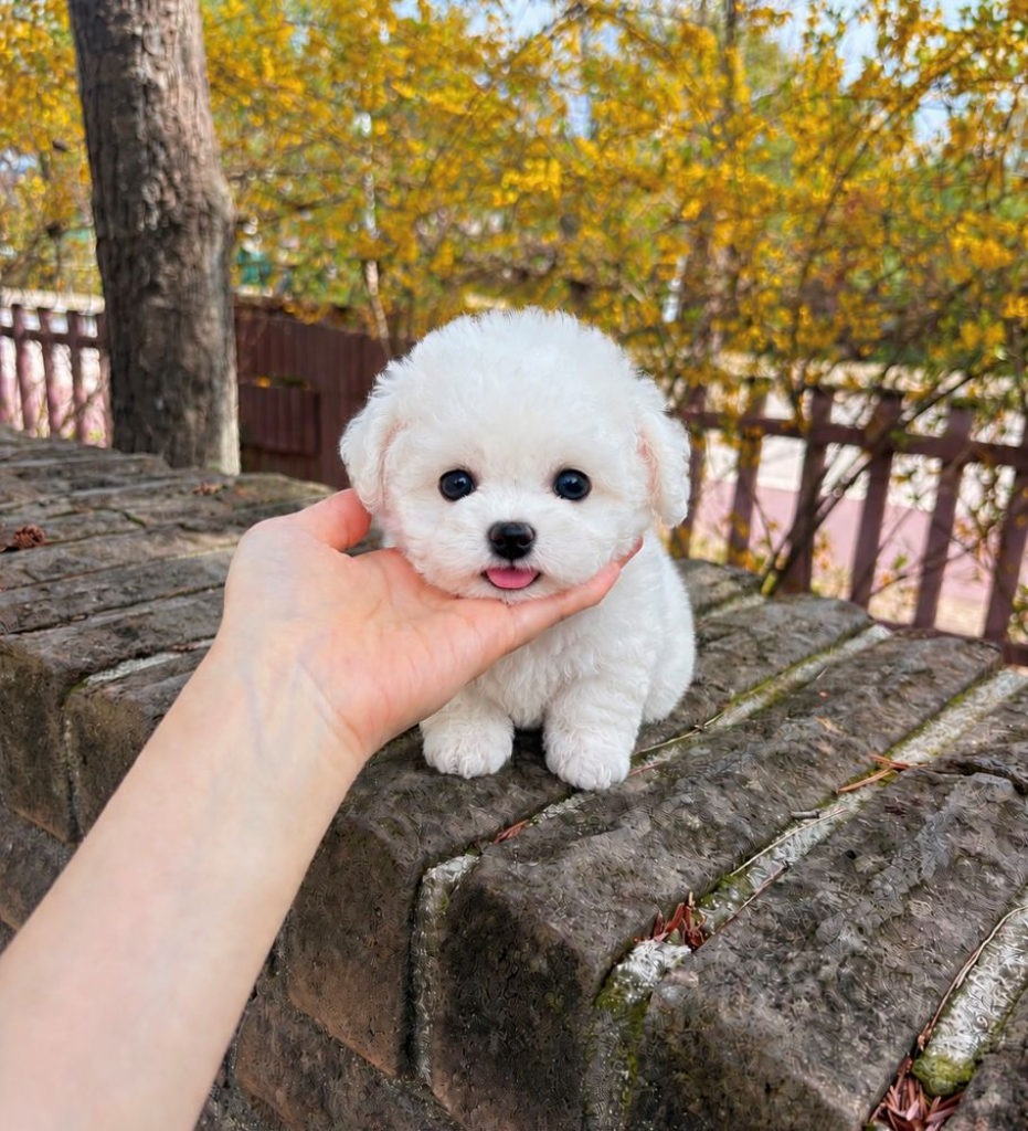 Ȯ�� �̹���