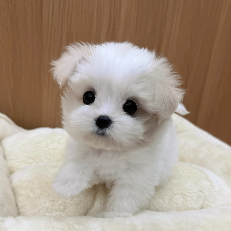 Ȯ�� �̹���