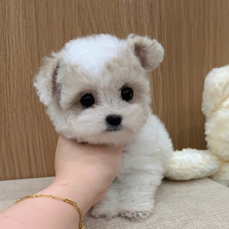 Ȯ�� �̹���