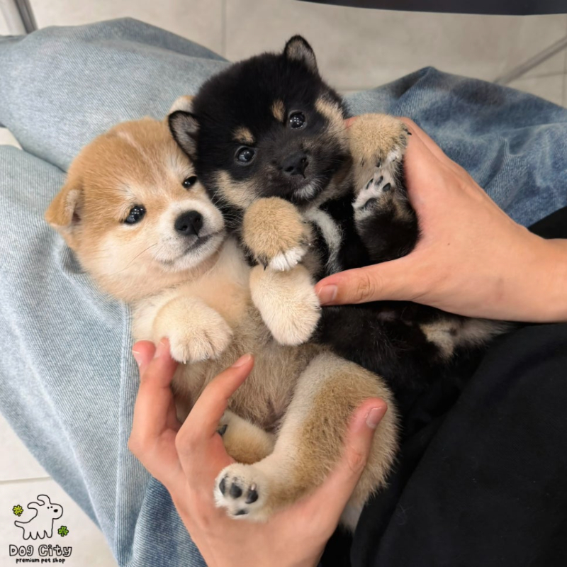 Ȯ�� �̹���