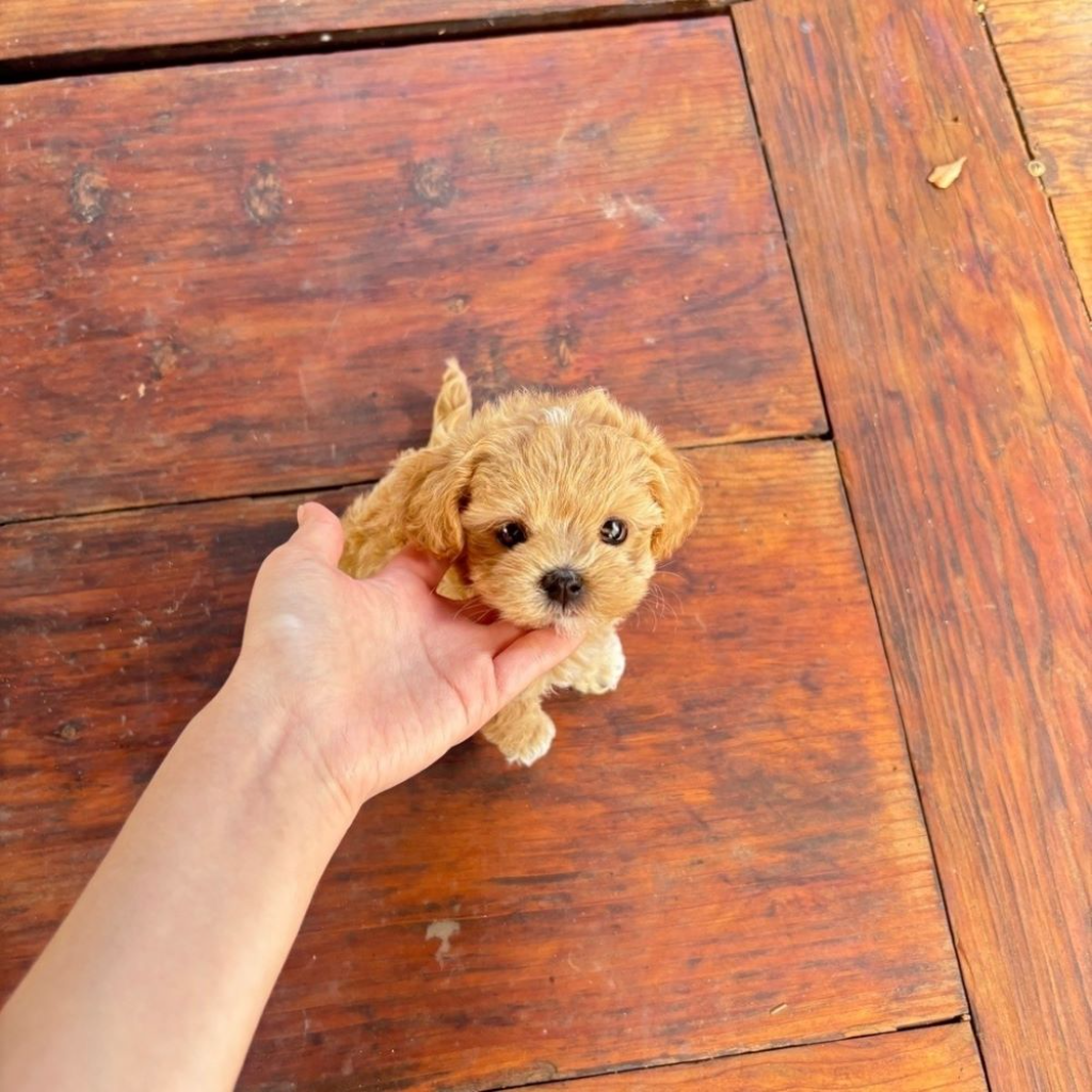 Ȯ�� �̹���