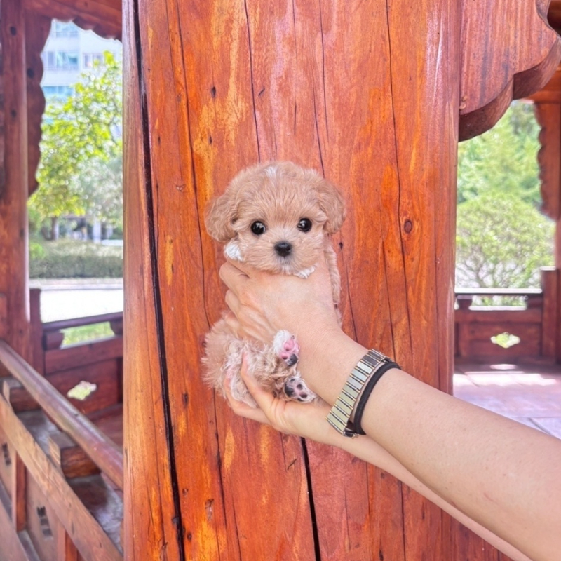 Ȯ�� �̹���